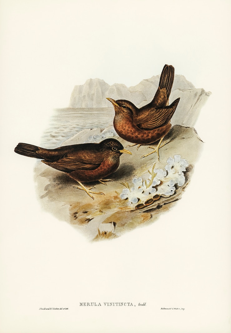 Bezpłatny plik Zdjęcie winny-przyciemniony kos (merula vinitincta) zilustrowany przez elizabeth gould