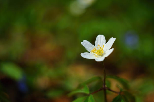 Wiosenne białe kwiaty na trawie Zawilec (Isopyrum thalictroides)