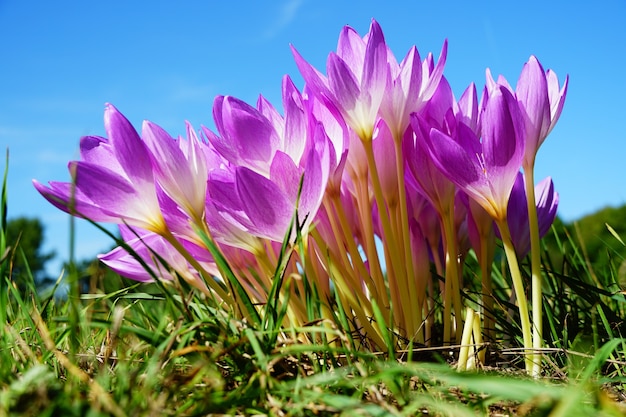 Wiosenne kwiaty krokusów w słoneczny dzień