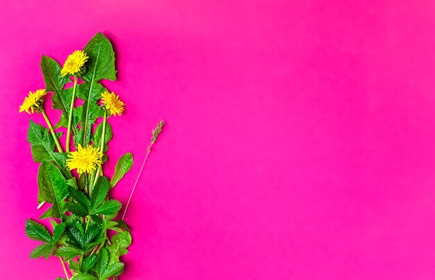 Wiosenne kwiaty na różowej powierzchni