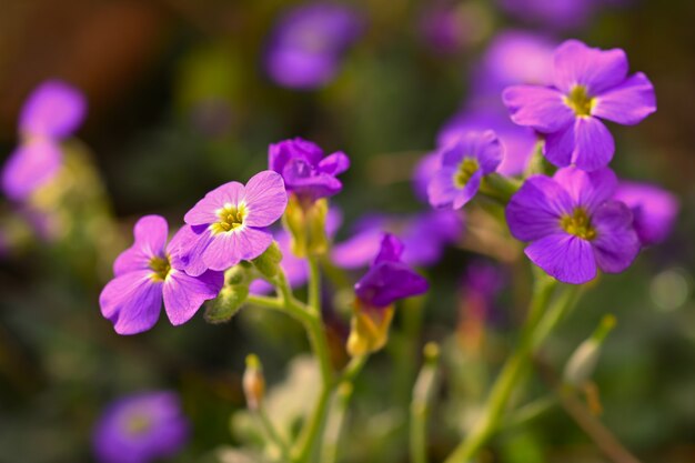 Wiosenne kwiaty w ogrodzie. Fioletowe kwiaty floksa (Phlox paniculata)