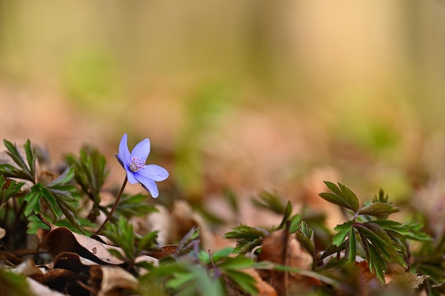 Wiosenny kwiat Piękne kwitnące pierwsze małe kwiaty w lesie Hepatica Hepatica nobilis