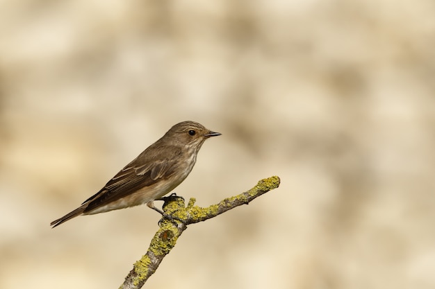 Wiosenny Migrant Muchołówka Muchowa Muscicapa Striata