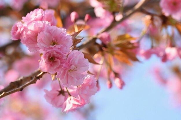 Wiosna. Pięknej kwiecistej wiosny abstrakcjonistyczny tło natura. Kwitnące gałęzie drzew dla sp
