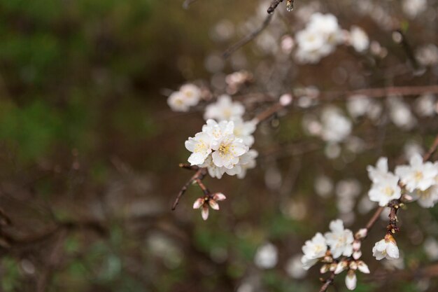 Wiosna scena z białych kwiatów i niewyraźne tło