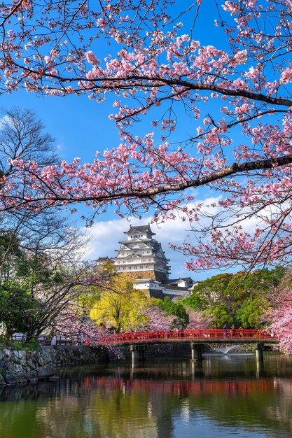 Wiśniowe kwiaty i zamek w Himeji, Japonia