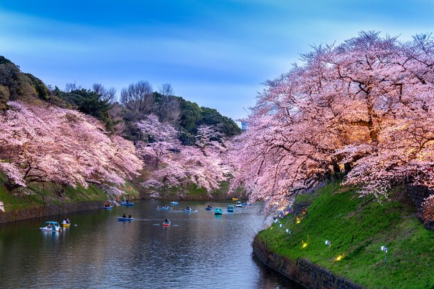 Wiśniowe kwiaty w parku Chidorigafuchi w Tokio, Japonia.