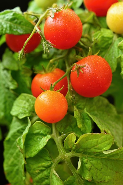 Wiśniowe pomidory z krzewów zdrowe warzywa zdrowa żywność Piękne świeże czerwone pomidory na gałązce