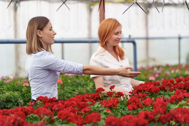 Właściciel szklarni prezentuje potencjalnemu sprzedawcy kwiaty pelargonii.