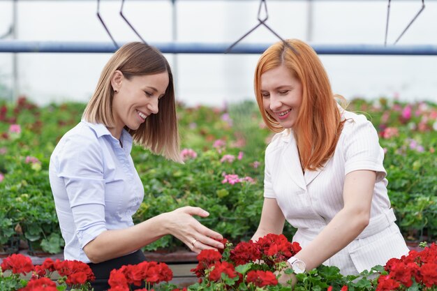 Właściciel szklarni prezentuje potencjalnemu sprzedawcy kwiaty pelargonii.