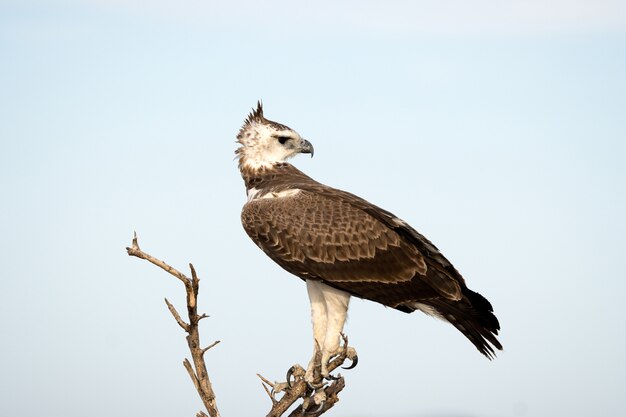 Wojenny orzeł w Etosha parku narodowym, Namibia. Duży orzeł pochodzi z południowej Afryki