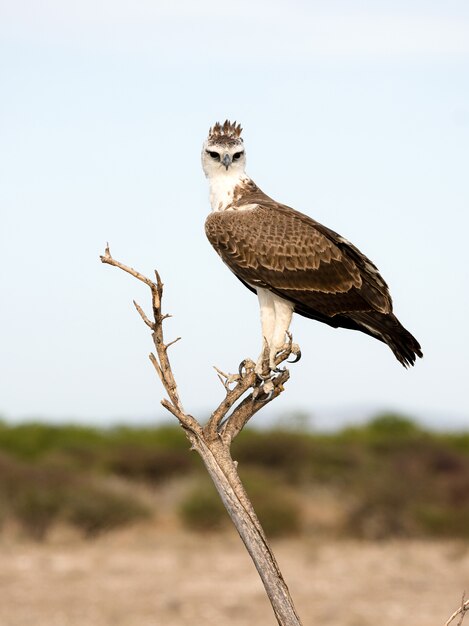 Wojenny orzeł w Etosha parku narodowym, Namibia. Duży orzeł pochodzi z południowej Afryki