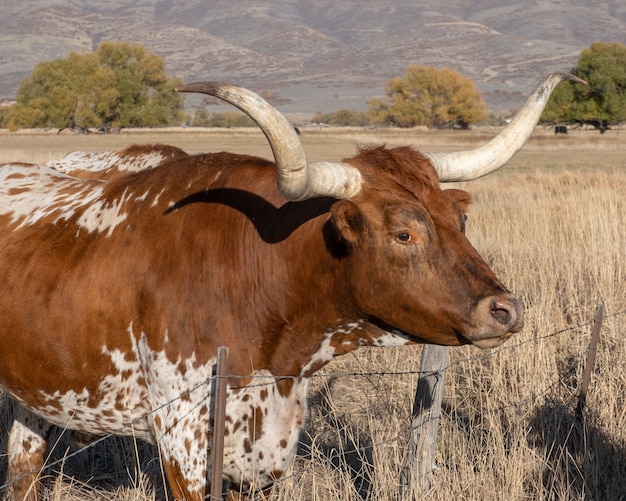 Bezpłatne zdjęcie woły longhorn