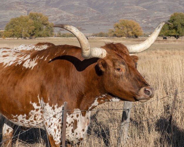 Woły Longhorn