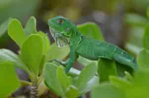 Bezpłatne zdjęcie wspaniała zielona iguana pospolita siedząca w czubkach krzewów.