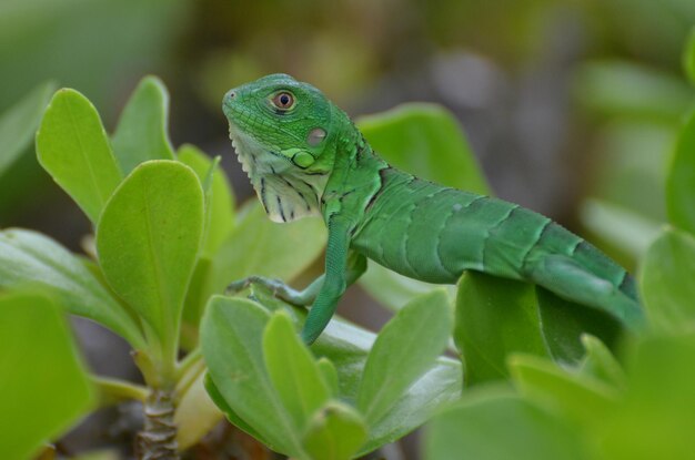 Wspaniała zielona iguana pospolita siedząca w czubkach krzewów.