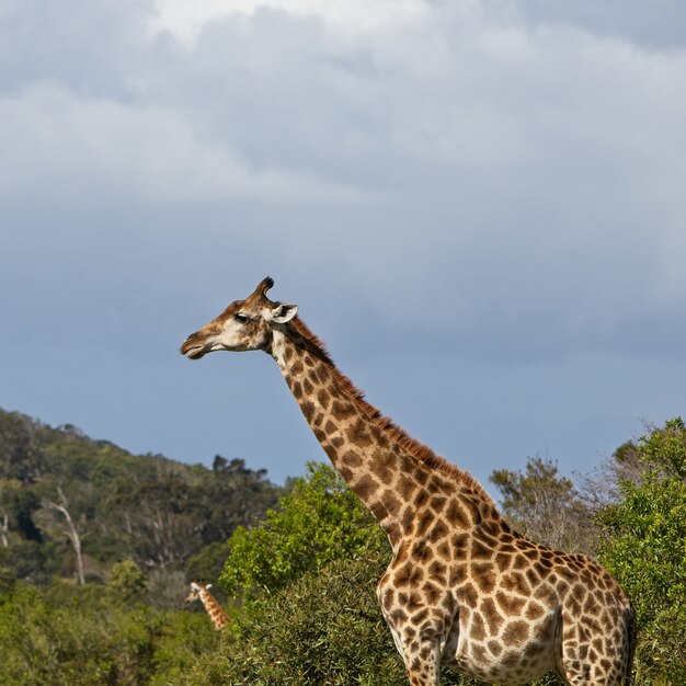 Wspaniała żyrafa stojąca wśród drzew na tle pięknego wzgórza
