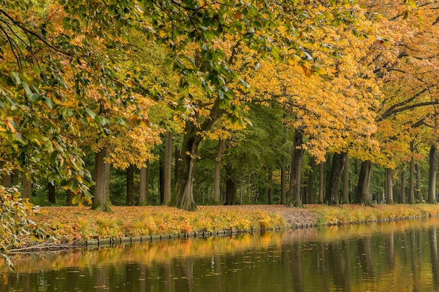 Wspaniały widok na spokojny park z jeziorem i drzewami w jasny dzień