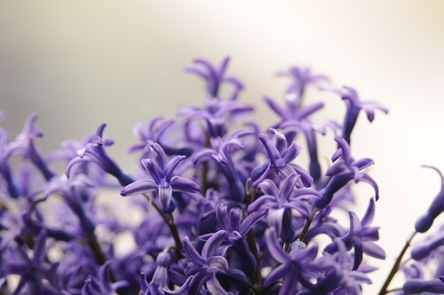 Wspólne holenderski ogród hiacyntowy (Hyacinthus orientalis) Zamknij w górę. Hyacinthus orientalis makro kwiaty, ogród hiacyntowy bulw, bokeh tle. Kwiat hyacinthus na białym tle