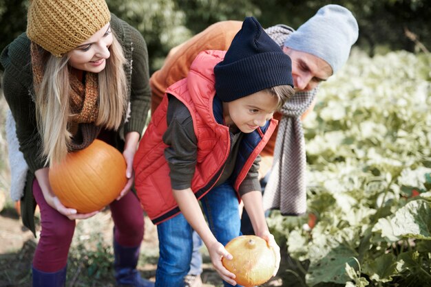 Wybór idealnej dyni na Halloween