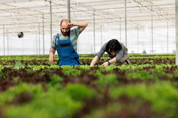 Bezpłatne zdjęcie wyczerpani pracujący zespołowo rolnicy ciężko pracują, aby zmaksymalizować plony plonów naturalnie uprawianych, certyfikowanych, organicznych, pożywnych, bio-wegańskich produktów spożywczych. przedsiębiorcza ekologiczna szklarnia bez certyfikatu gmo