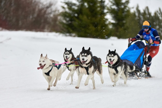 Wyścigi psów zaprzęgowych husky. zimowe zawody w zaprzęgach psów sportowych. siberian husky ciągną sanie z maszerem.