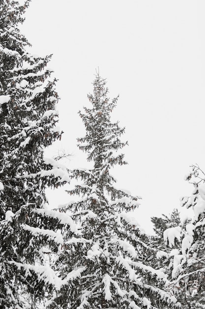 Wysoki jedlinowy drzewo w śniegu