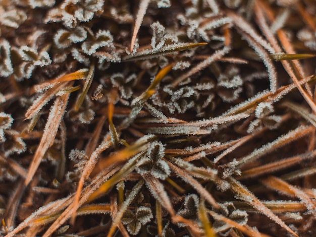 Bezpłatne zdjęcie wysoki kąt selektywnej ostrości strzał płatki śniegu na suchej trawy liści