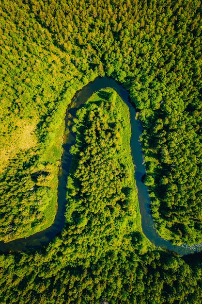 Wysoki kąt strzału krzywego jeziora w lesie otoczonym dużą ilością wysokich zielonych drzew