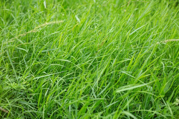 Wysoki kąt strzału pięknej zielonej trawie obejmującej łąkę zrobione w świetle dziennym