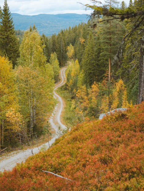 Wysoki kąt strzału wąskiej drogi otoczonej pięknymi jesiennymi drzewami w Norwegii