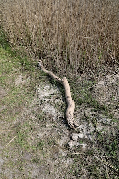 Bezpłatne zdjęcie wysoki kąt strzału złamanej gałęzi suszonych na polu w ciągu dnia