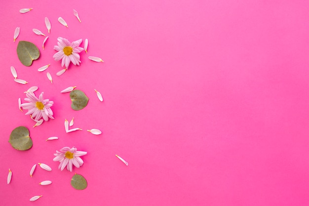 Bezpłatne zdjęcie wysoki kąt widzenia marguerite daisy flowers; płatki i zielone liście na różowym tle