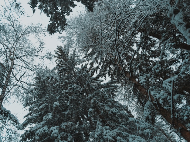 wysokie drzewa lasu pokryte śniegiem w zimie