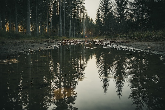 Wysokie drzewa tworzą las odbity w wodzie małego jeziora