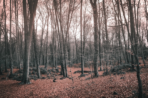 Wysokie nagie drzewa w lesie jesienią w słońcu - idealne do upiornych koncepcji