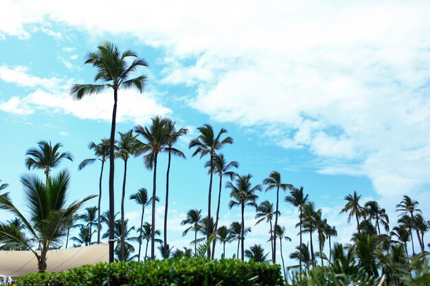 Wysokie zielone palmy wzrasta do niebieskiego letniego nieba