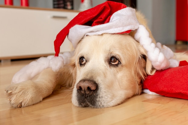 Wysokiego kąta labrador jest ubranym Santa kapelusz w domu