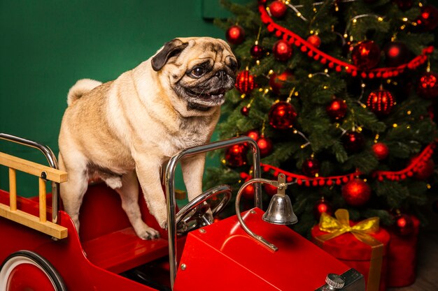 Wysokiego kąta śliczny pies w Santa sanie