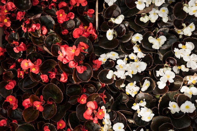 Bezpłatne zdjęcie wysokiego kąta widok czerwoni i biali begonia kwiaty
