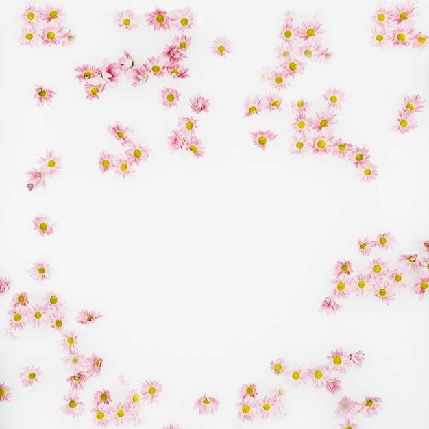 Bezpłatne zdjęcie wysokiego kąta widok piękni kwiaty na białym tle