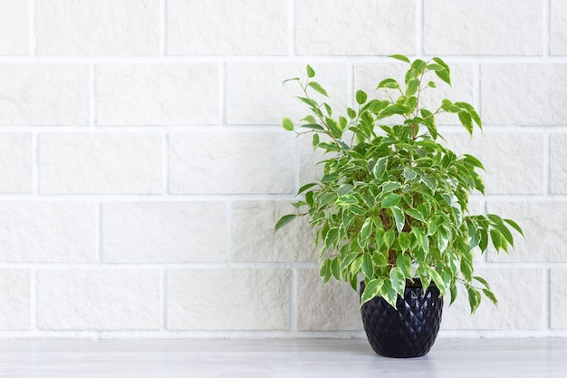 Wystrój domu - kryty zielona roślina w doniczce na tle białej cegły. skopiuj miejsce.
