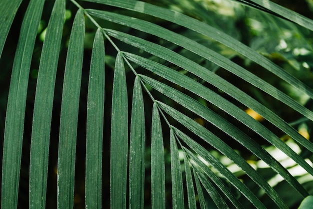 Wzór zielony palmowy liść