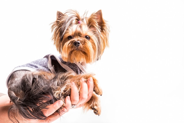 Yorkshire terrier siedzi na ręce osoby