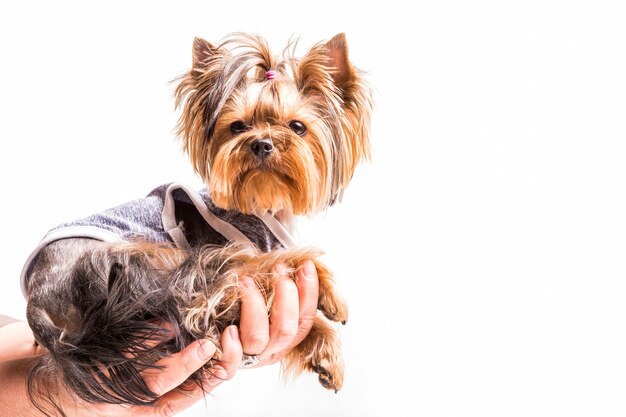 Yorkshire terrier siedzi na ręce osoby