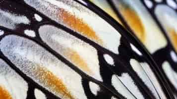 Bezpłatne zdjęcie z bliska piękne skrzydło motyla