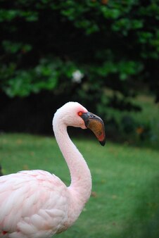 Z bliska ze wspaniałym mniejszym ptakiem flaminga.