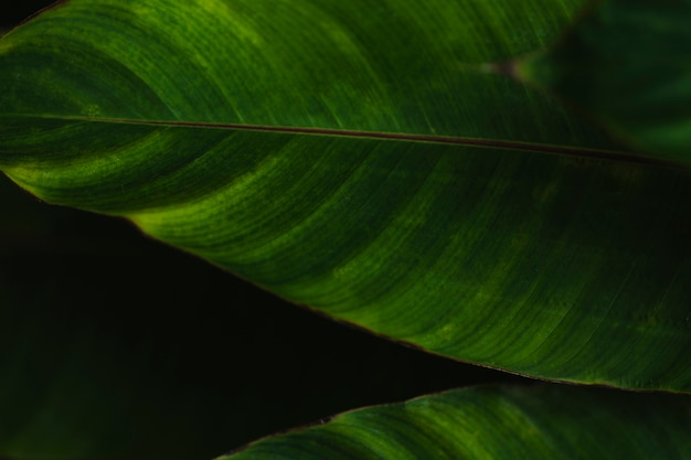 Bezpłatne zdjęcie z góry liść z zielonymi paskami