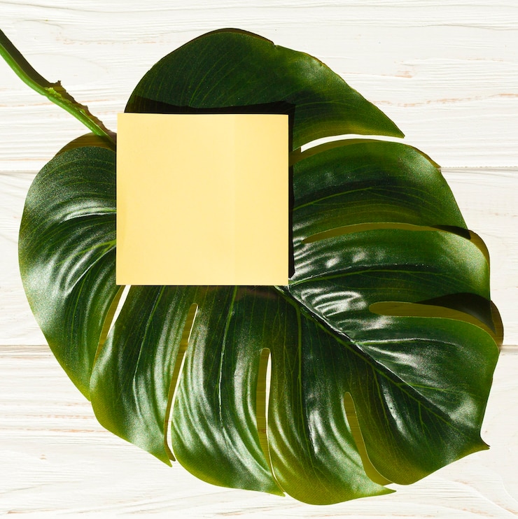 Bezpłatny plik Zdjęcie z góry widok nalepki na roślinie monstera