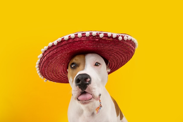 Zabawny amerykański pies staffordshire świętujący karnawał lub halloween w stroju meksykańskim. na białym tle na żółtym tle